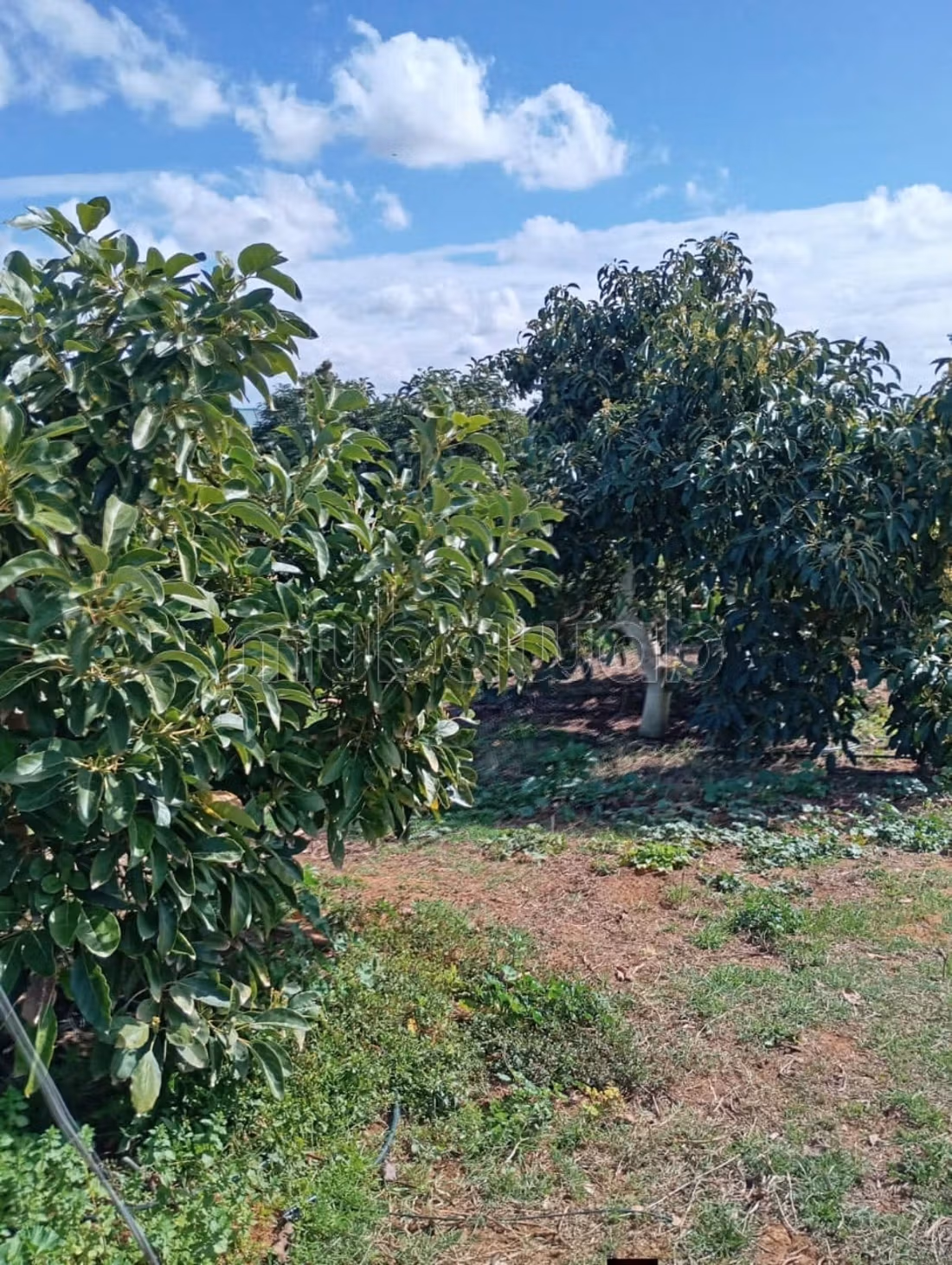 Agradable granja en venta. Área total 350000 m². Residencia segura