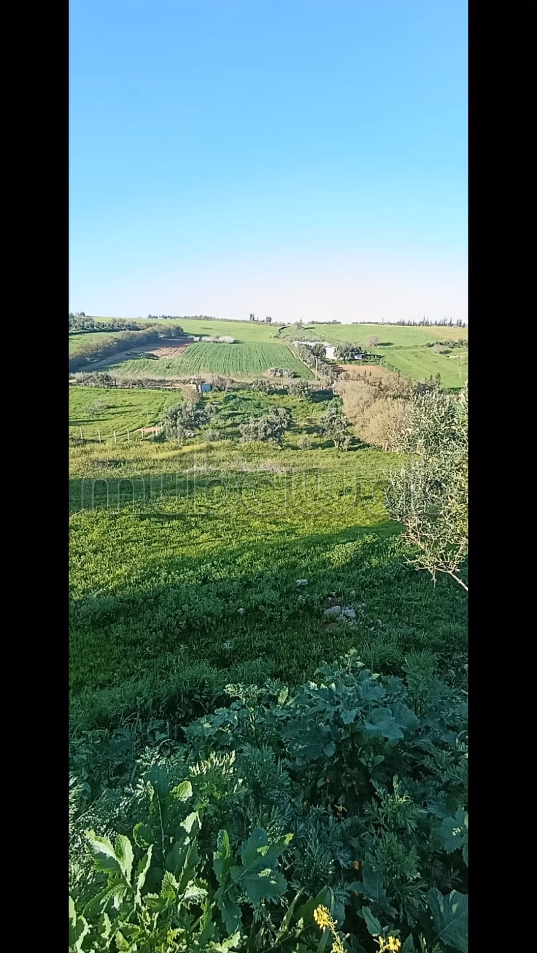 Terrain agricole a vendre 5300m²