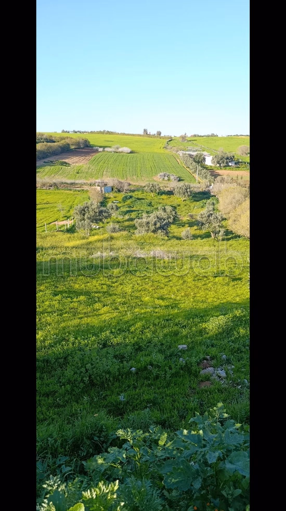 Terrain agricole a vendre 5300m²
