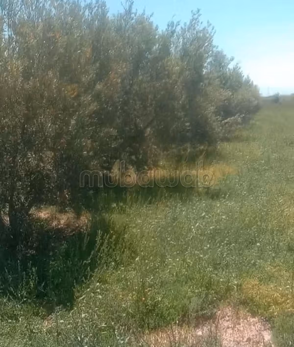 Ferme à vendre à Chichaoua 
d'une superficie de 15 hectares