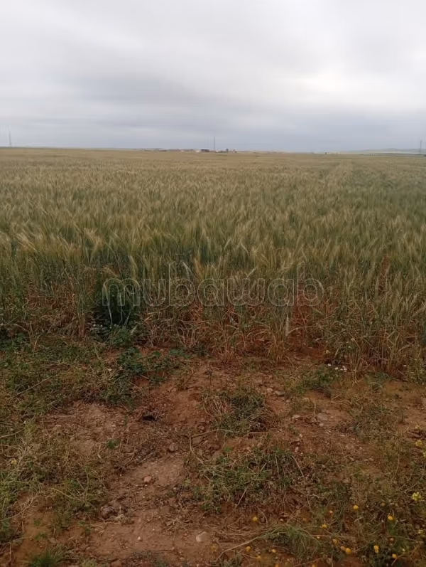 Terrain agricole à vendre entre Marrakech et chichaoua