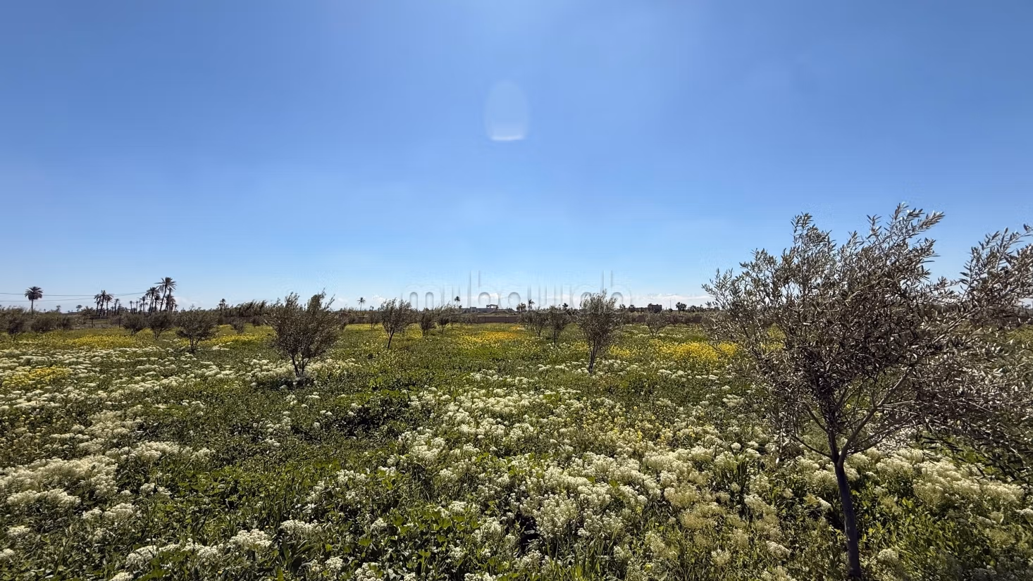 Ettaro con villa intestata vista Atlas strada per Fès