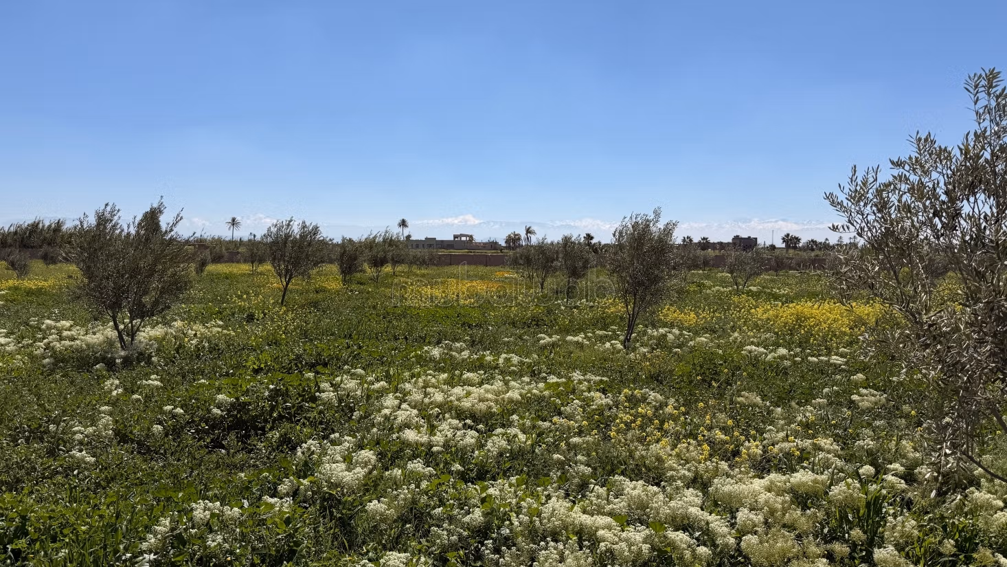 Ettaro con villa intestata vista Atlas strada per Fès