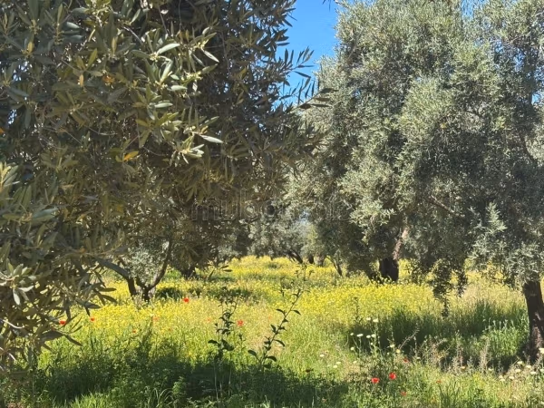 Ferme d’exception route de fez