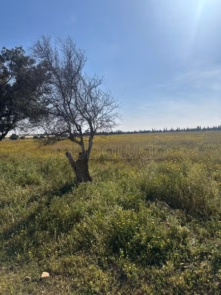 Beau terrain à la vente à Route de rabat.
Surface de 80000 m²