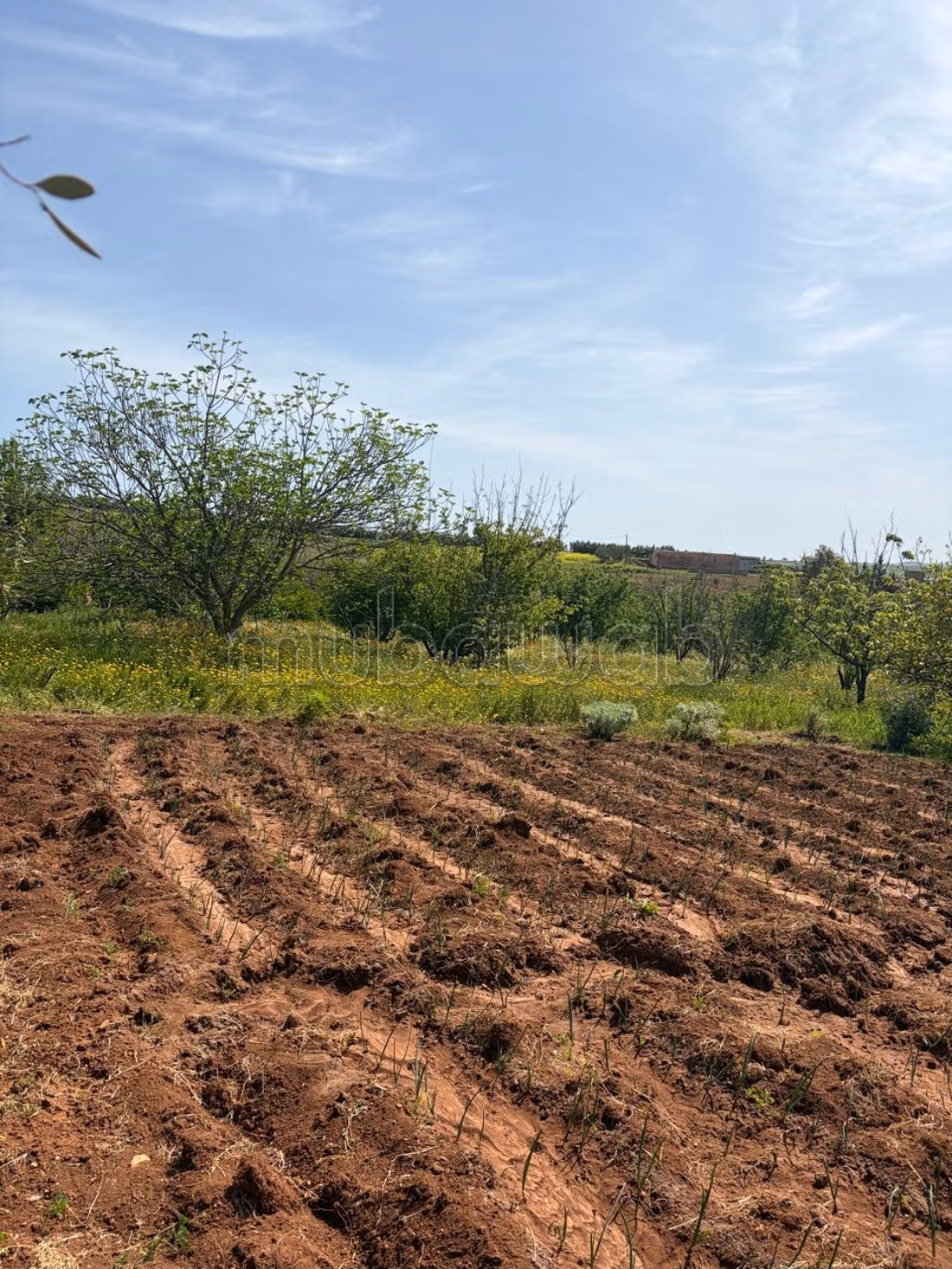 Boerderij te koop naast Rommani