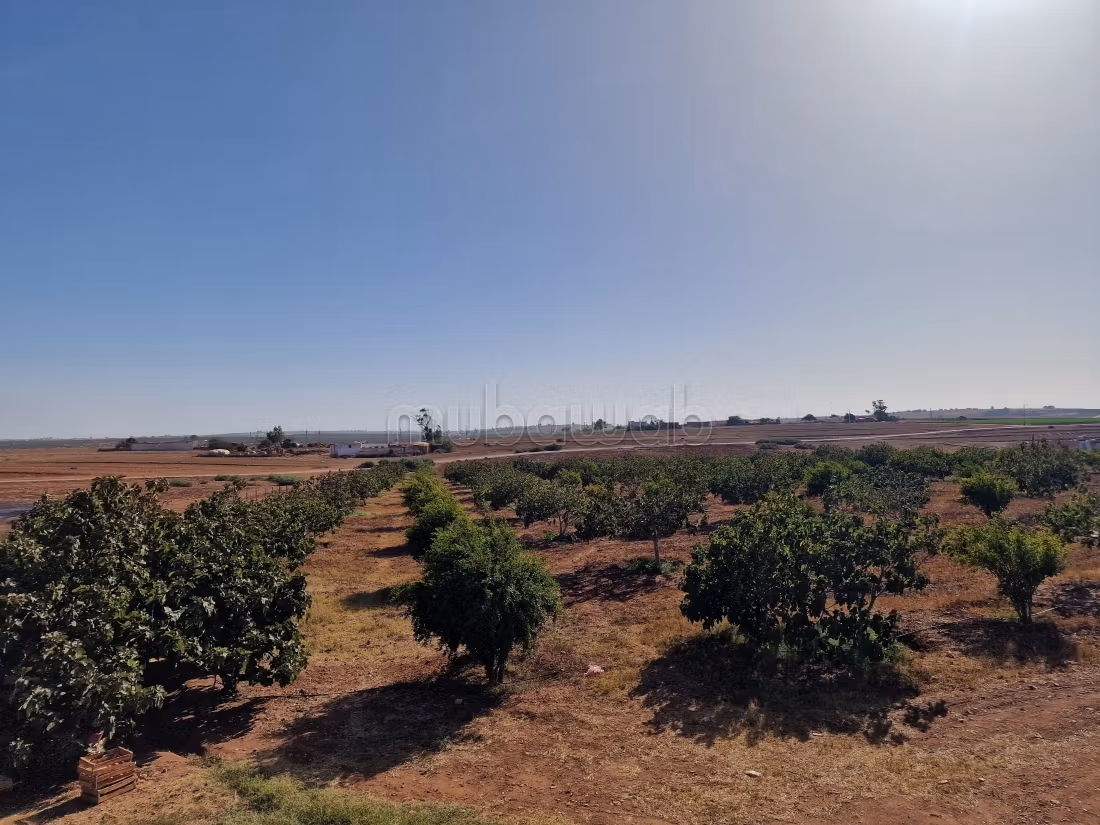 Agréable ferme à vendre à Oulad Hamdane. Surface de 26520 m². Sécurisé 24/24