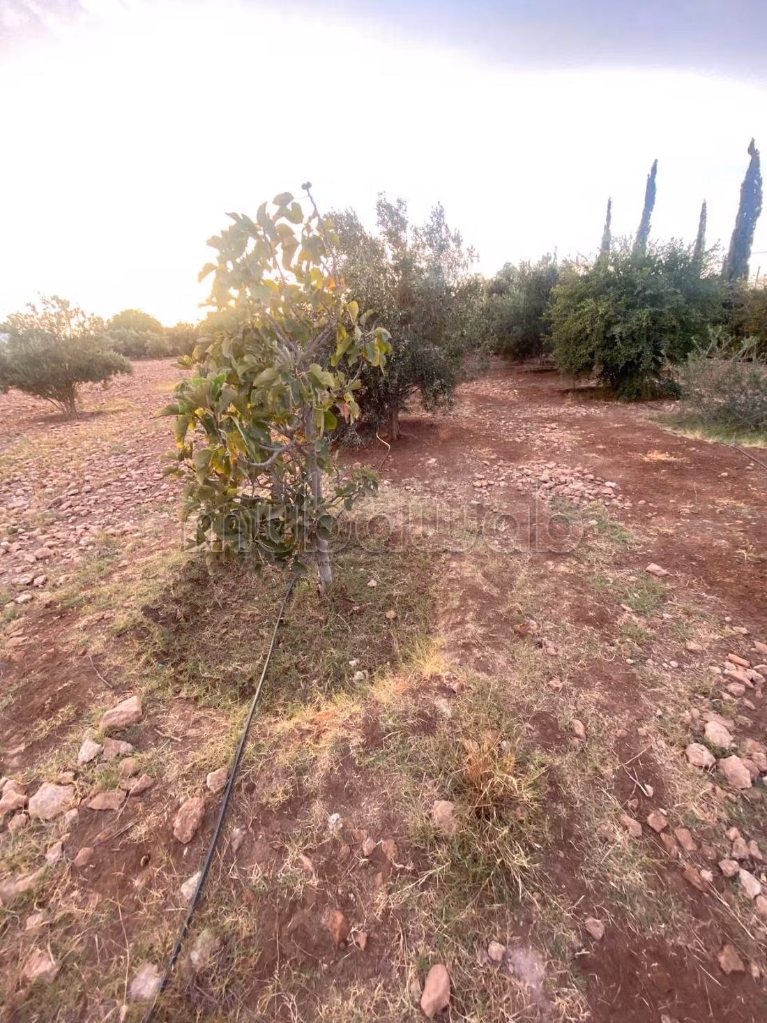 Terrain Titré Agricole 12 700 m²