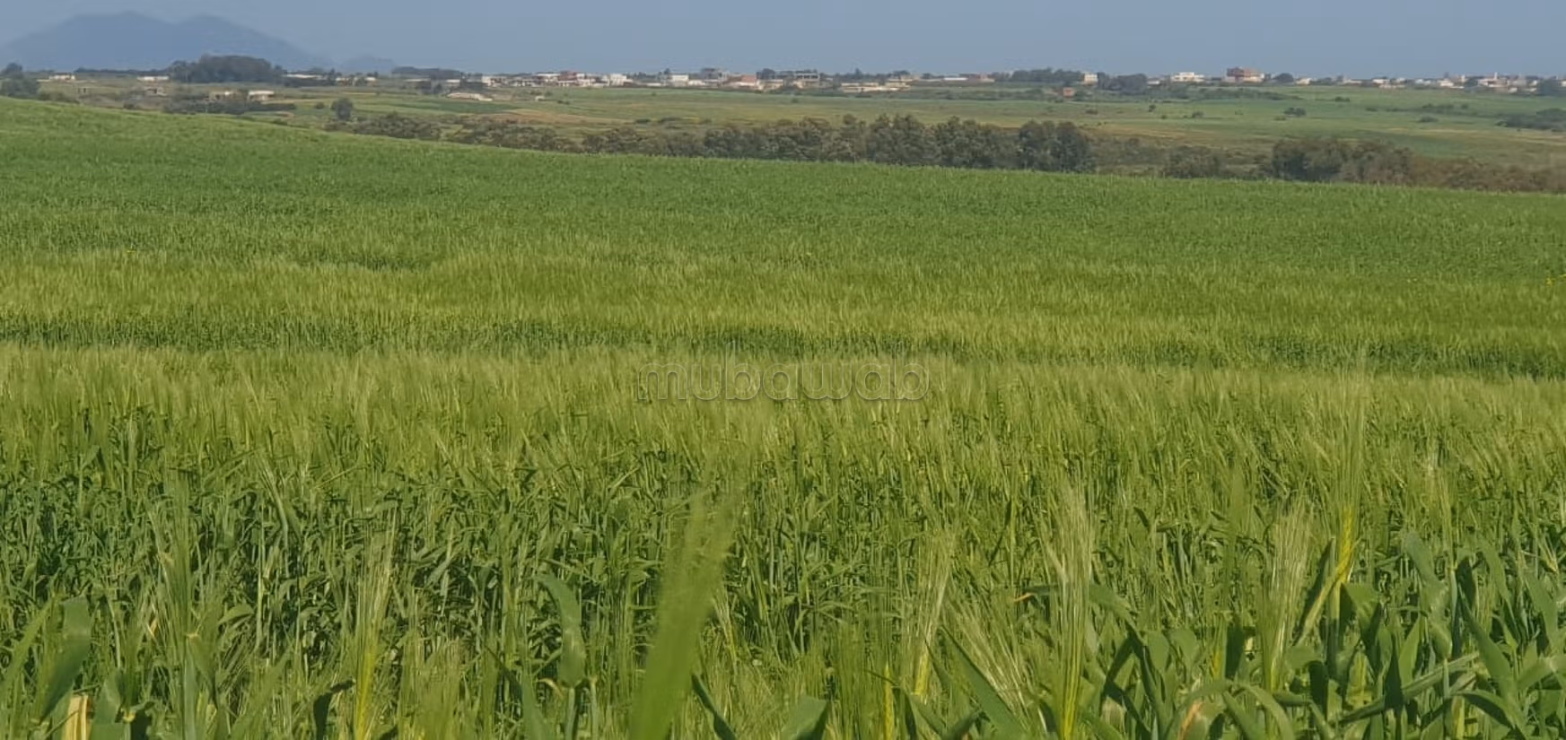 Terreno agricolo di 20 ettari a Manzel Temim