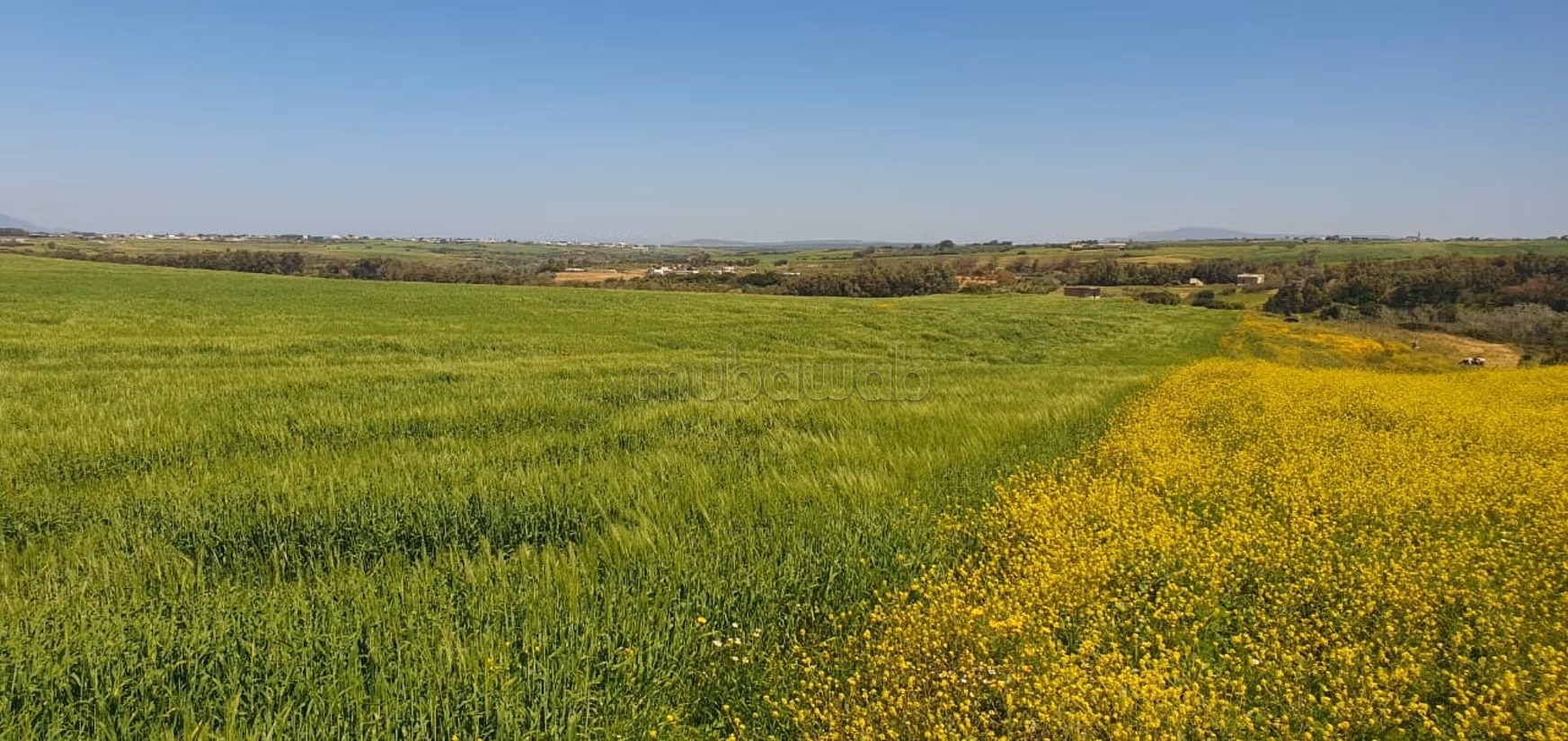 Terreno agricolo di 20 ettari a Manzel Temim