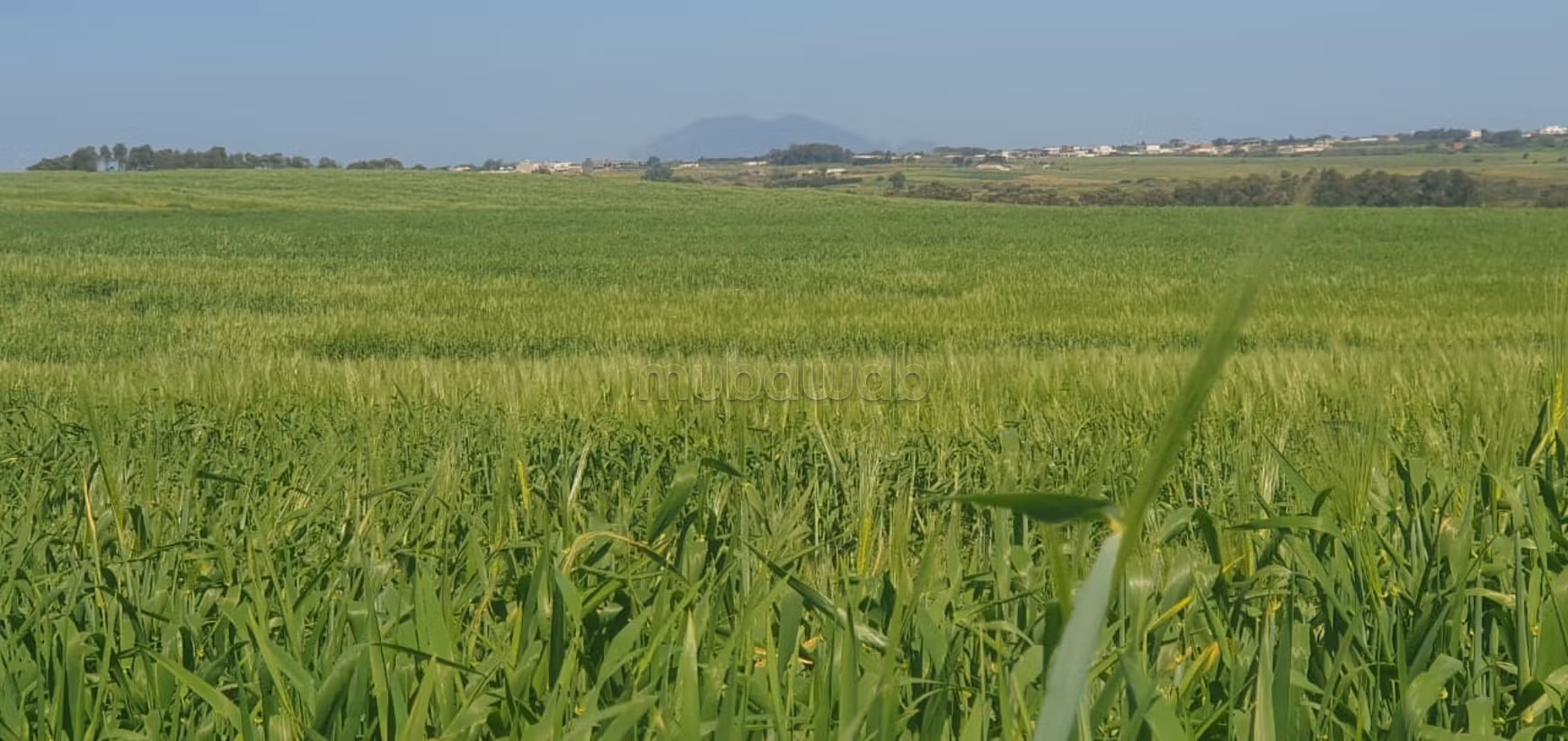 Terreno agricolo di 20 ettari a Manzel Temim
