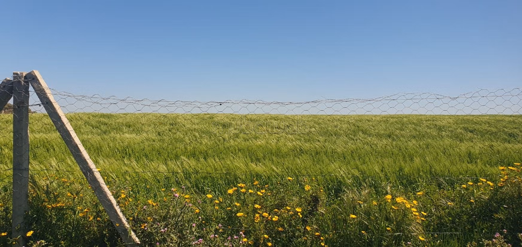 Terreno agricolo di 20 ettari a Manzel Temim