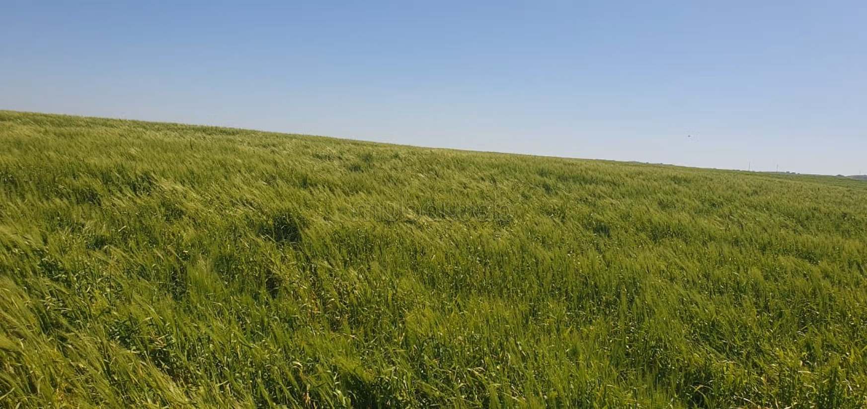 Terreno agricolo di 20 ettari a Manzel Temim