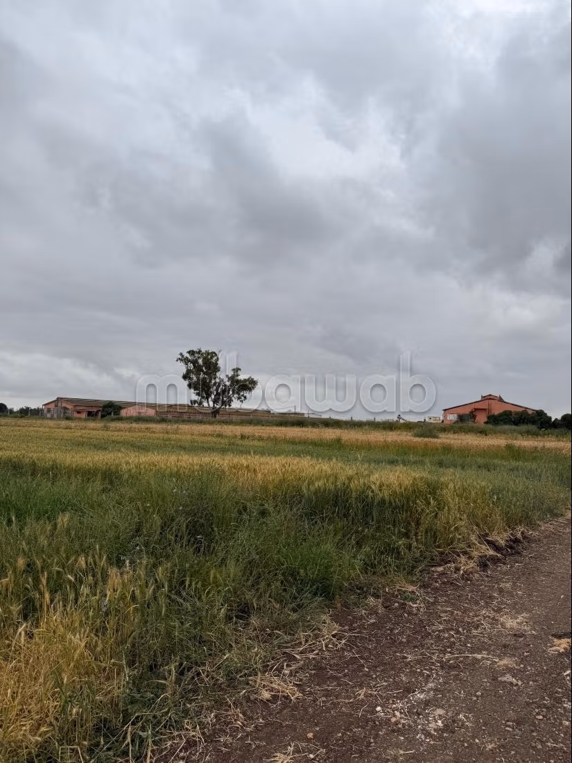 Terrain en vente à Béni Yakhlef. 
Surface totale 30100 m²