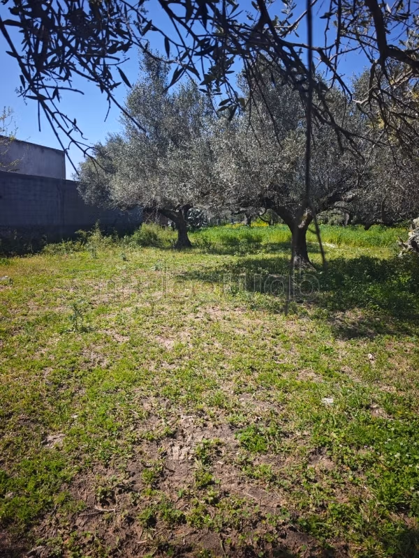 Terrain avec oliviers a hammem el ghzez