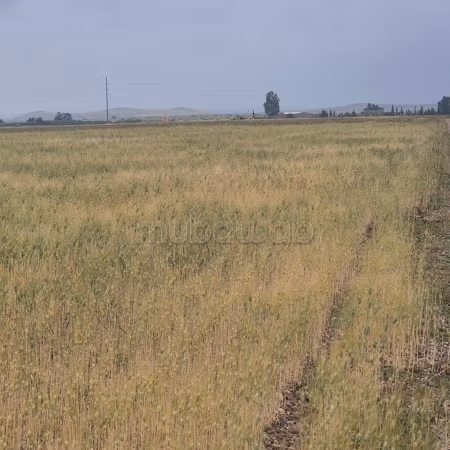 Vente de terrain titré à 13km Route Casablanca.
Superficie 15000 m²