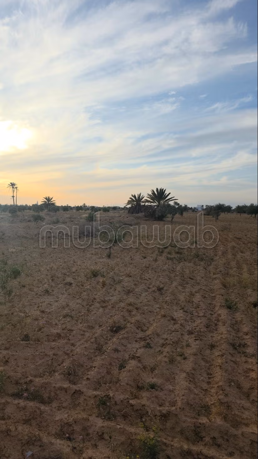 Opportunità Agricola da Cogliere – Khnensa, Ajim