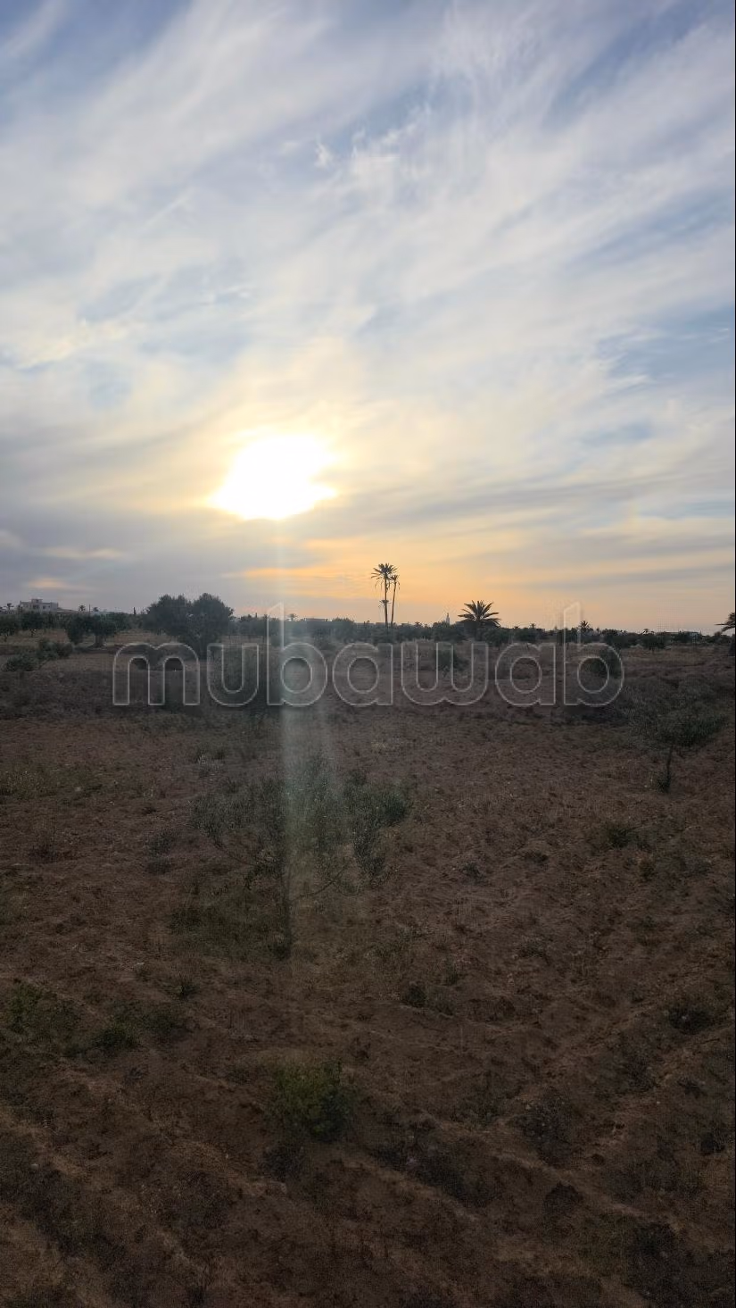 Opportunità Agricola da Cogliere – Khnensa, Ajim
