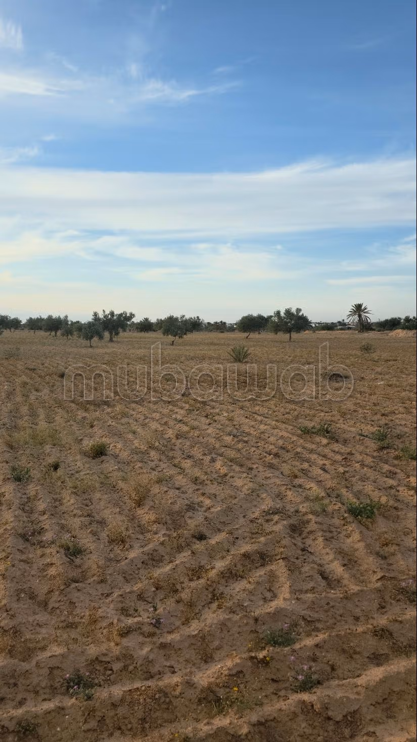 Opportunità Agricola da Cogliere – Khnensa, Ajim
