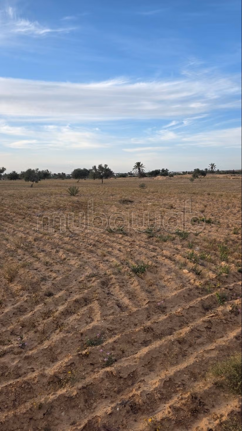 Opportunità Agricola da Cogliere – Khnensa, Ajim