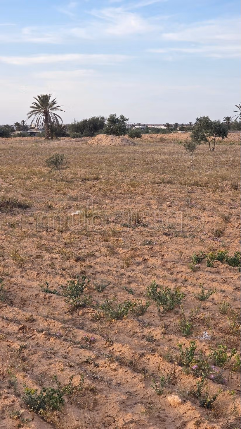 Opportunità Agricola da Cogliere – Khnensa, Ajim
