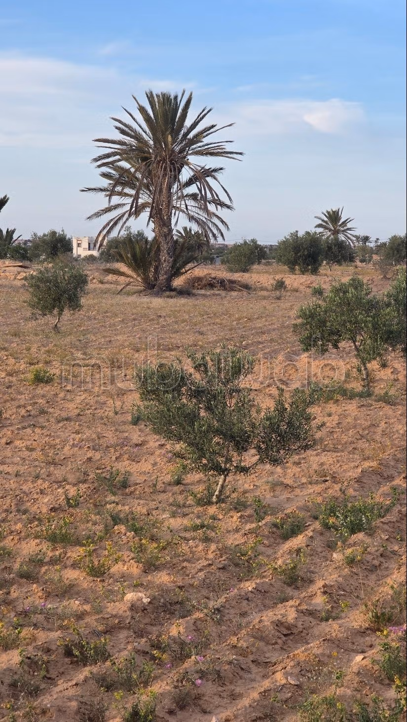 Opportunità Agricola da Cogliere – Khnensa, Ajim