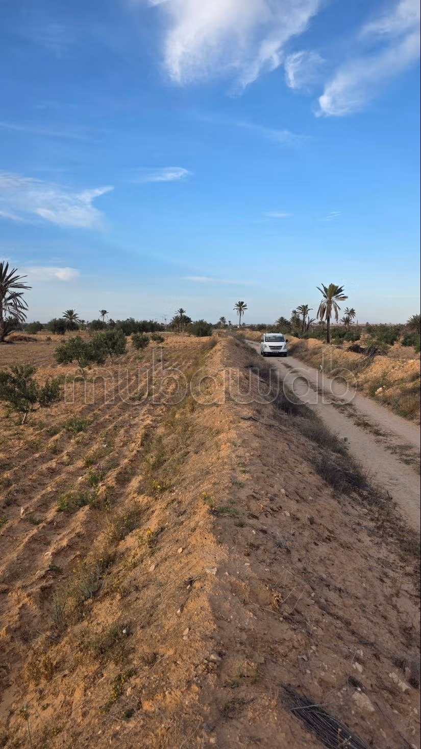 Opportunità Agricola da Cogliere – Khnensa, Ajim