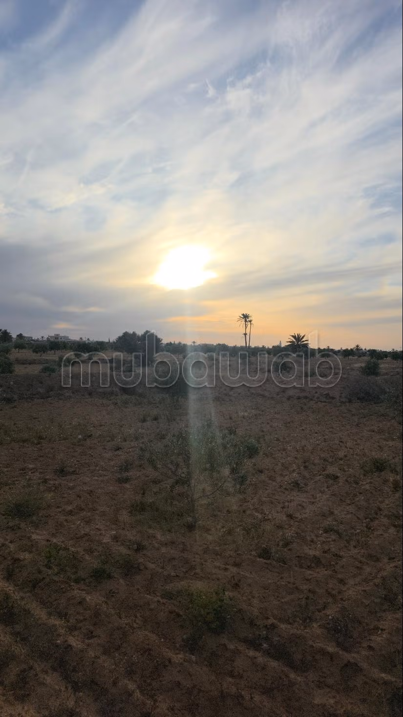 Opportunità Agricola da Cogliere – Khnensa, Ajim