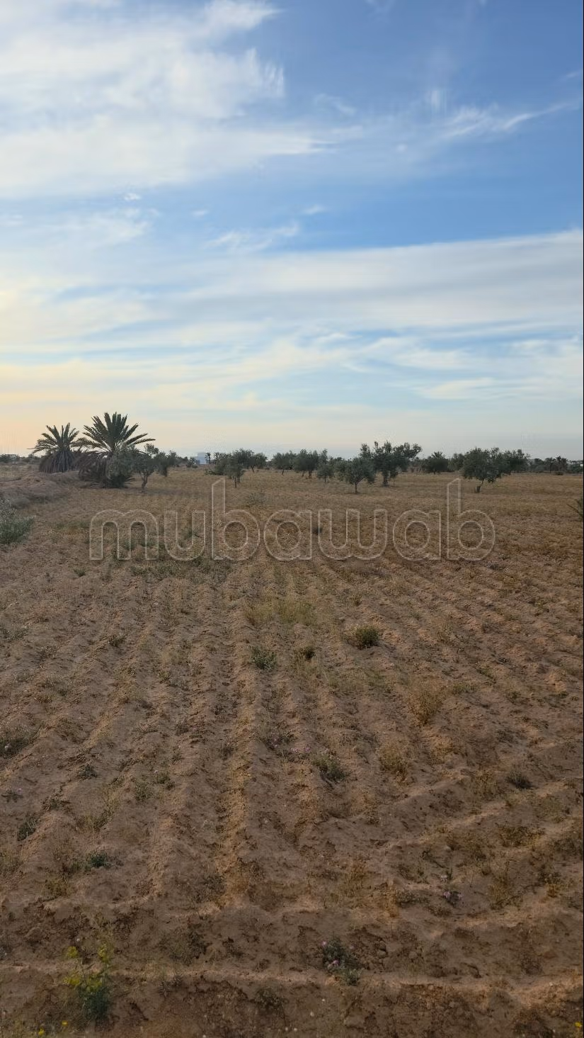 Opportunità Agricola da Cogliere – Khnensa, Ajim