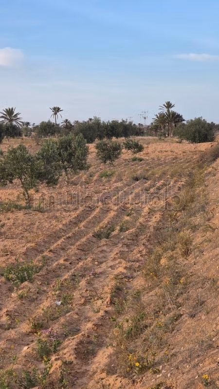 Opportunité Agricole à Saisir – Khnensa, Ajim