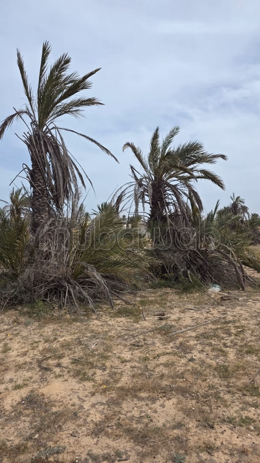 Terreno magnifico di 4.096 m² Intestato a Ghizen