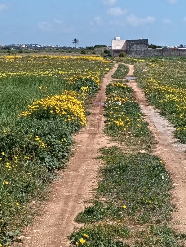 Terreni in vendita a Manzel Horr