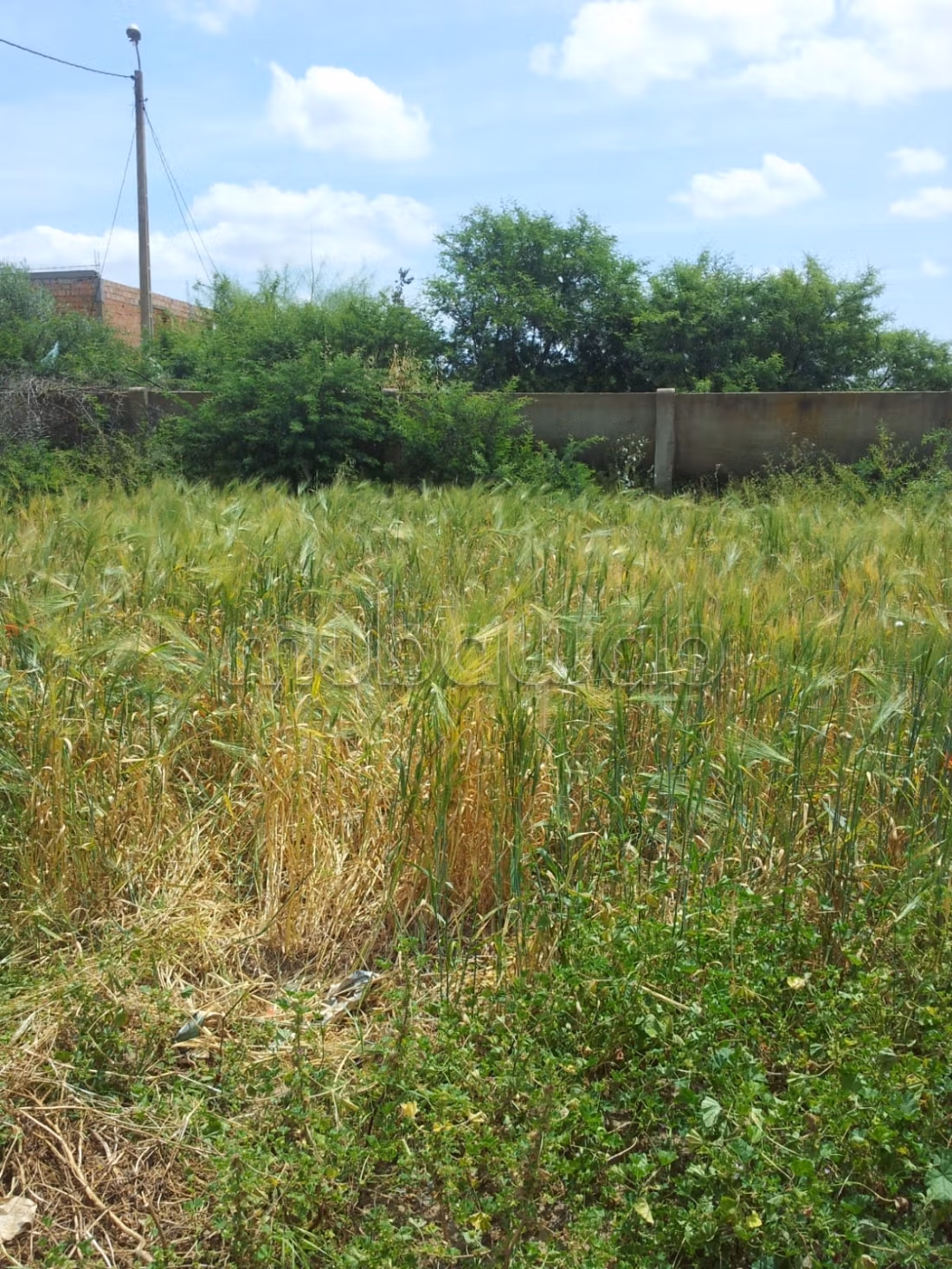 800 m² plot, titled and featuring three facades