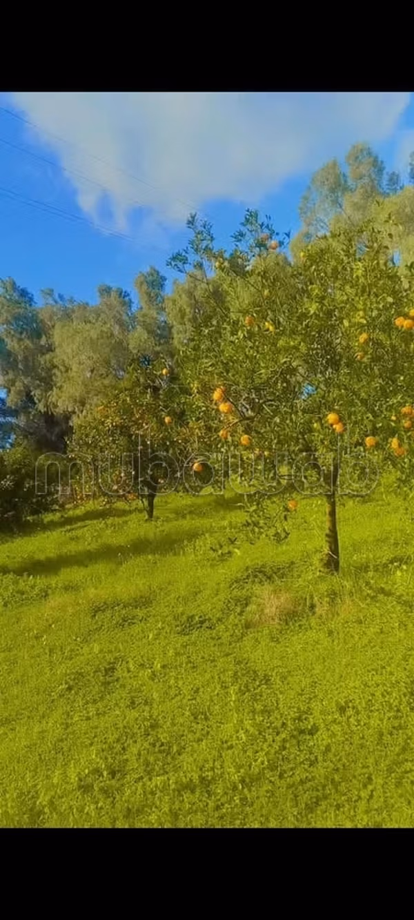 Beautiful farm for sale. Area 100000 m²