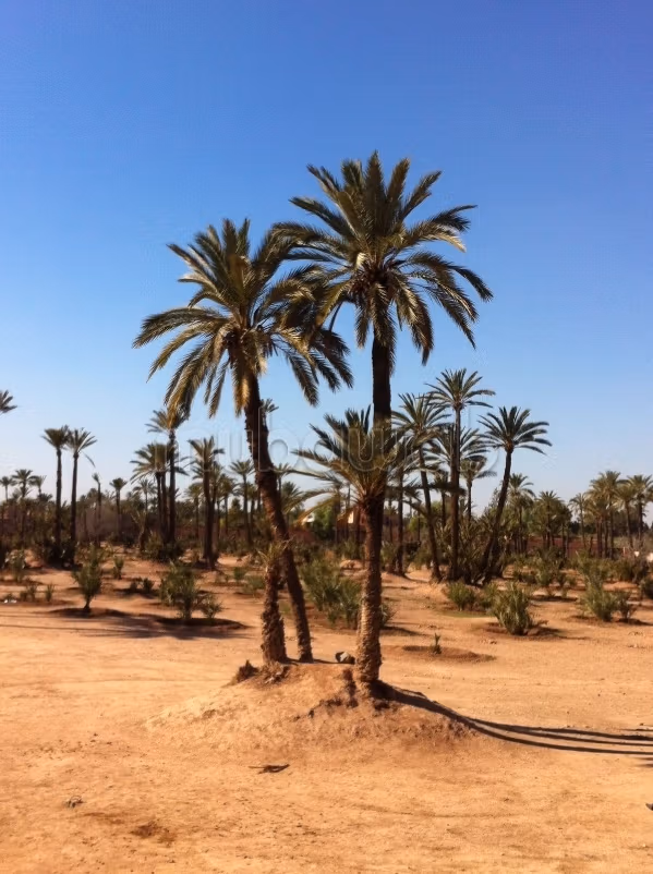 Terreno con titolo in vendita alla Palmeraie