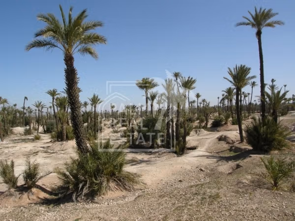 Top affaires vente lots à la palmeraie titrés Livrables de suite