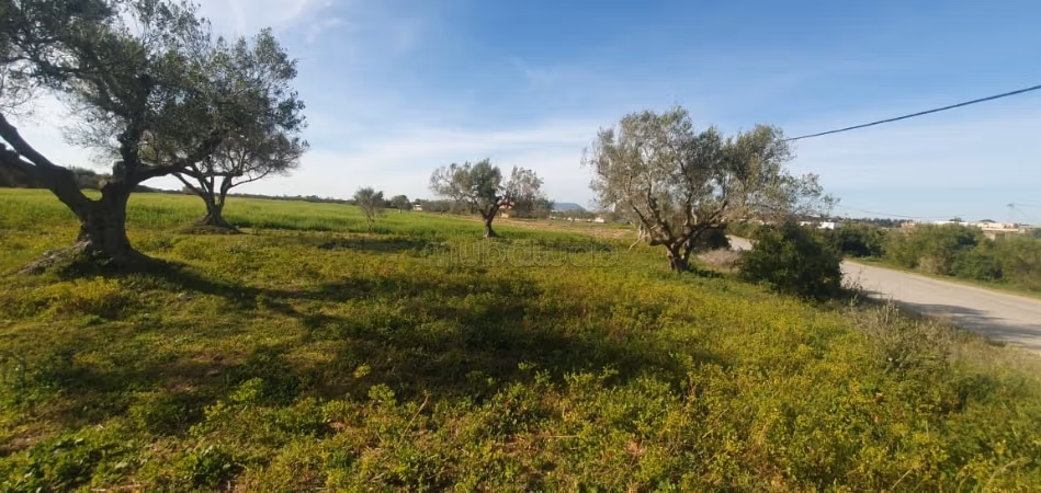 Land for sale 700m from Kerkouane beach
