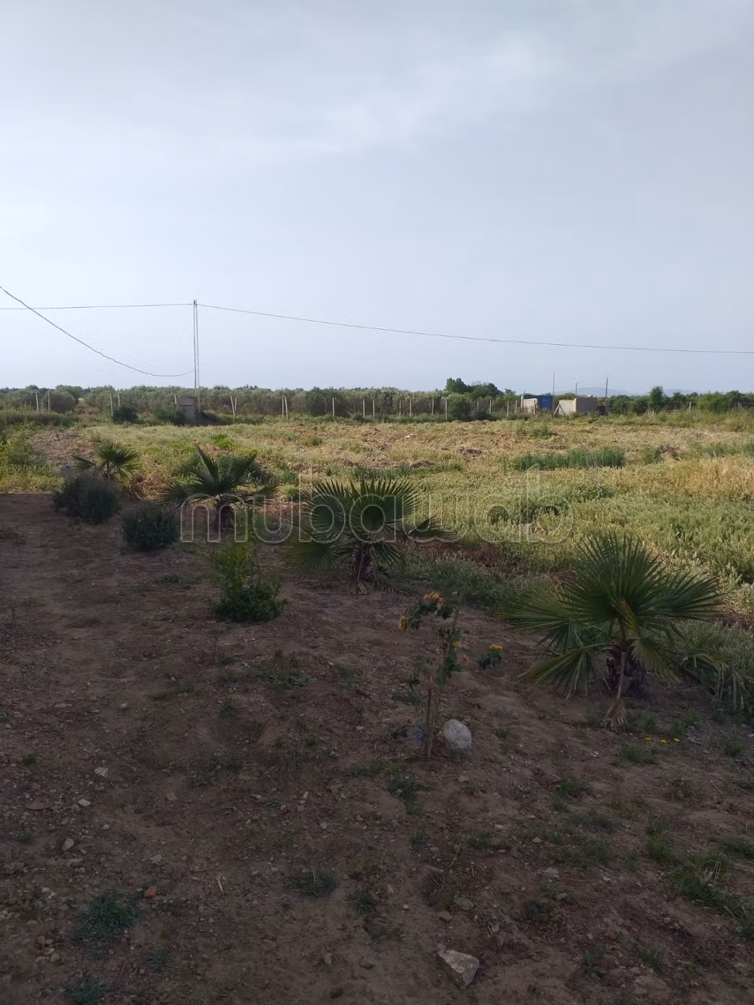 Terreno agricolo in vendita con ulivi e stalla
