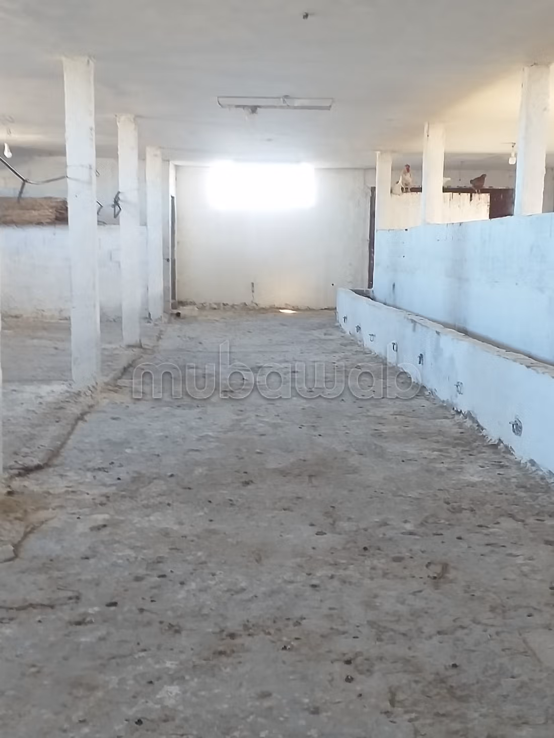 Terreno agricolo in vendita con ulivi e stalla
