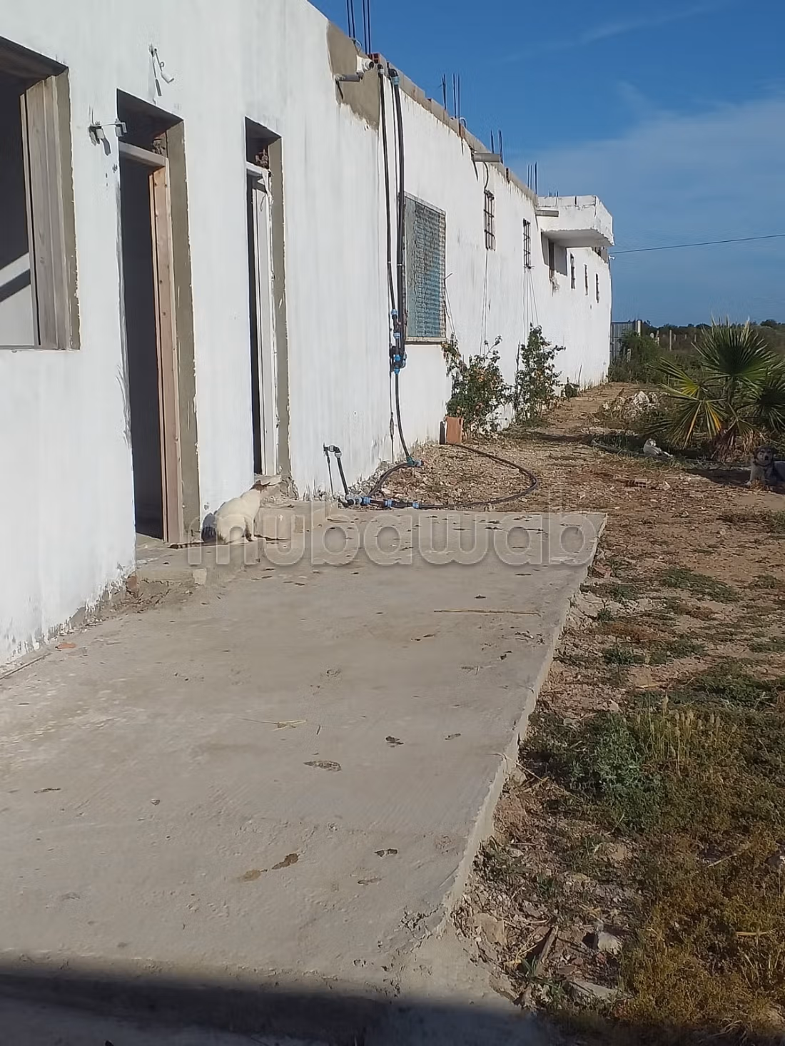 Terreno agricolo in vendita con ulivi e stalla