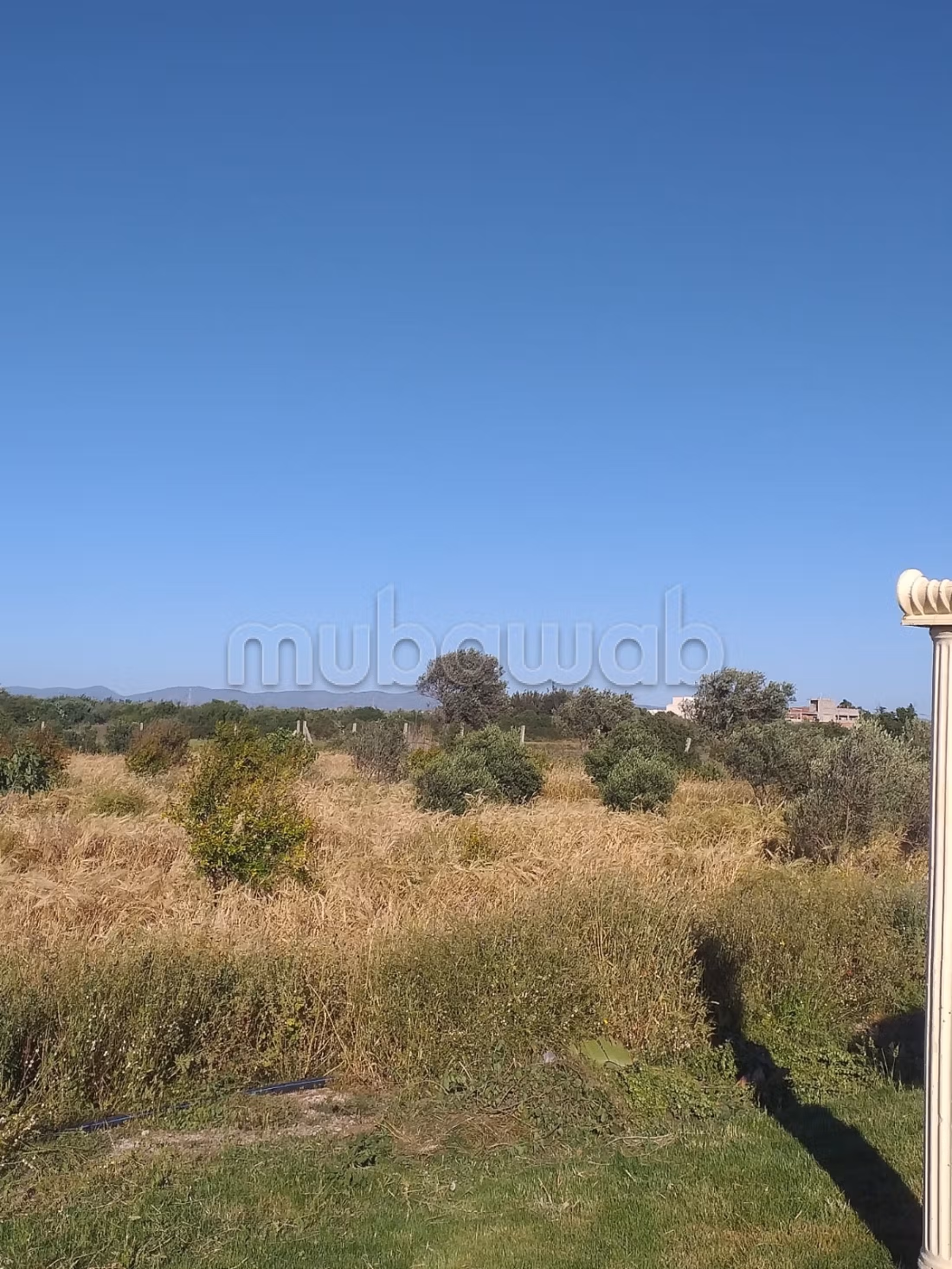 Terreno agricolo in vendita con ulivi e stalla