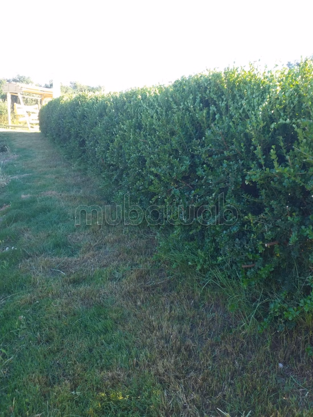 Terreno agricolo in vendita con ulivi e stalla