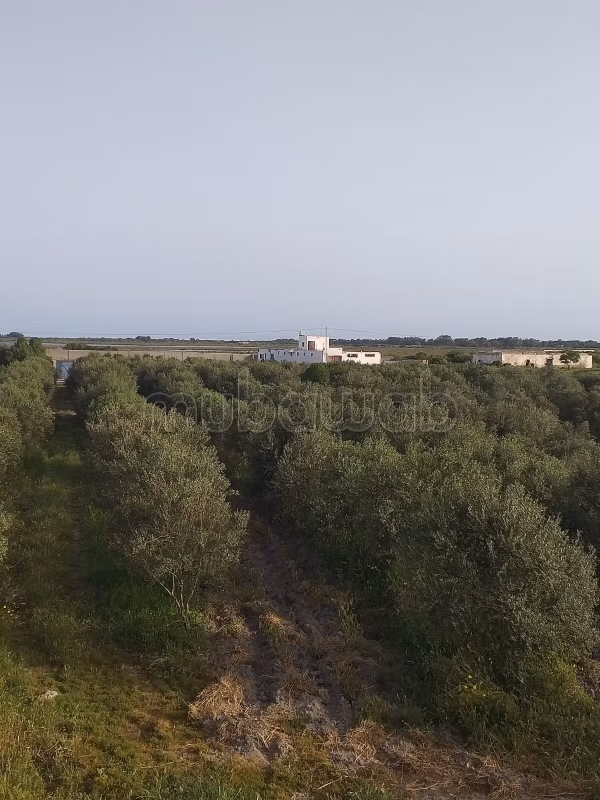Terreno agricolo in vendita con ulivi e stalla