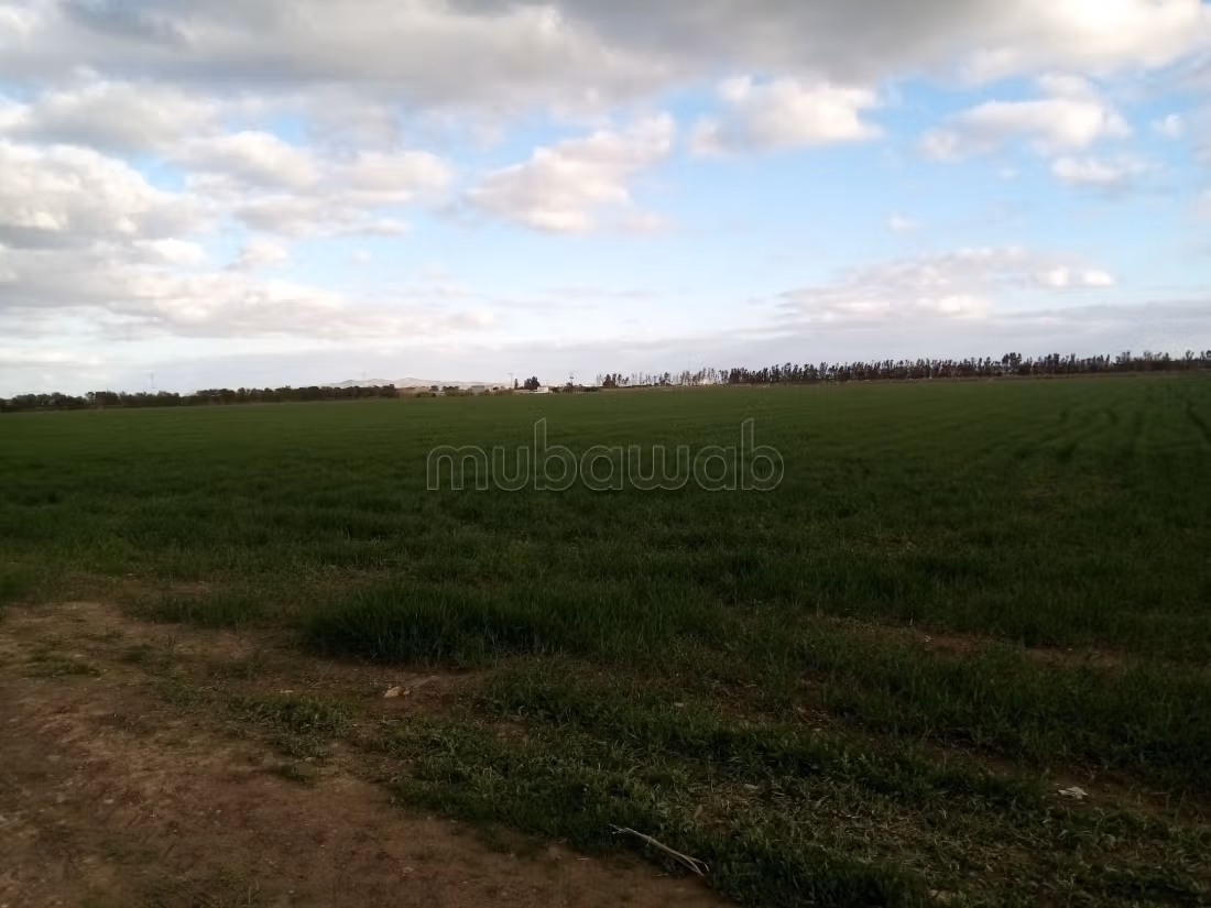 Terrain agricole jedaida