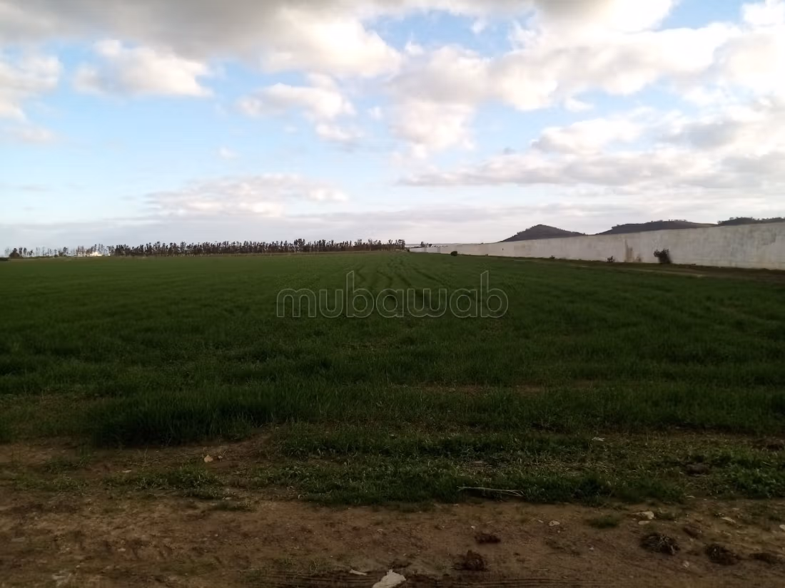 Terrain agricole jedaida