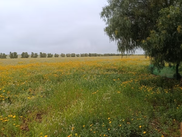 Ferme à vendre à berrrechid