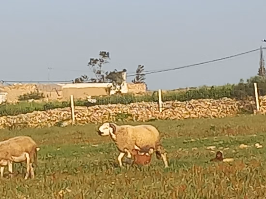 Beau terrain à la vente à coté de Safi 
Superficie 10000 m²
