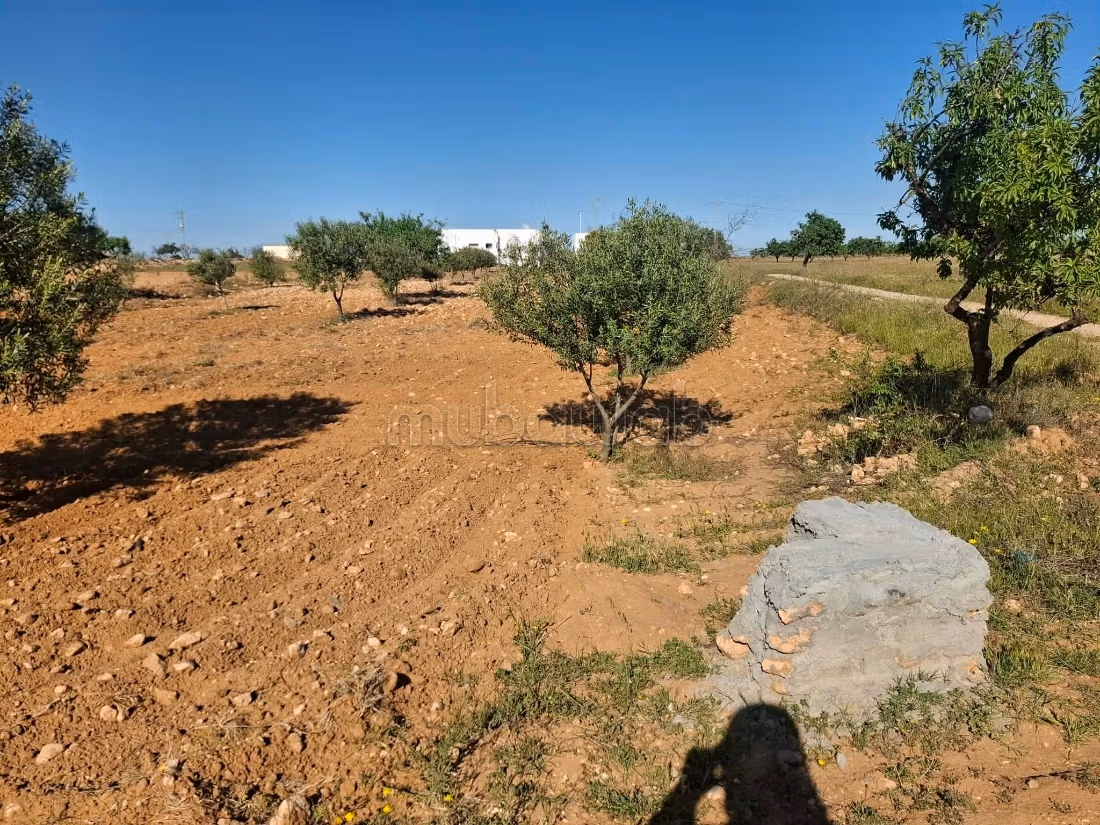 Terrain Route Taniour Km14
