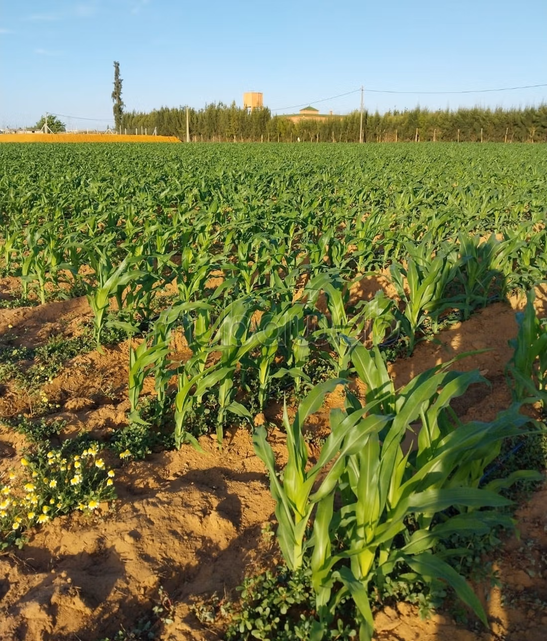 Une ferme titrée d'exception