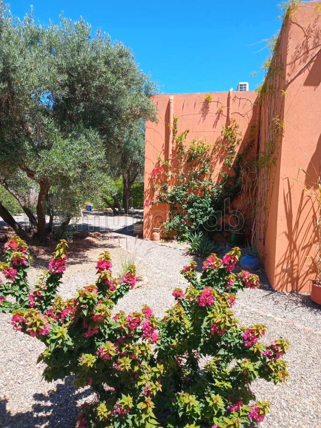 Charming Olive Domain for Sale or Rent